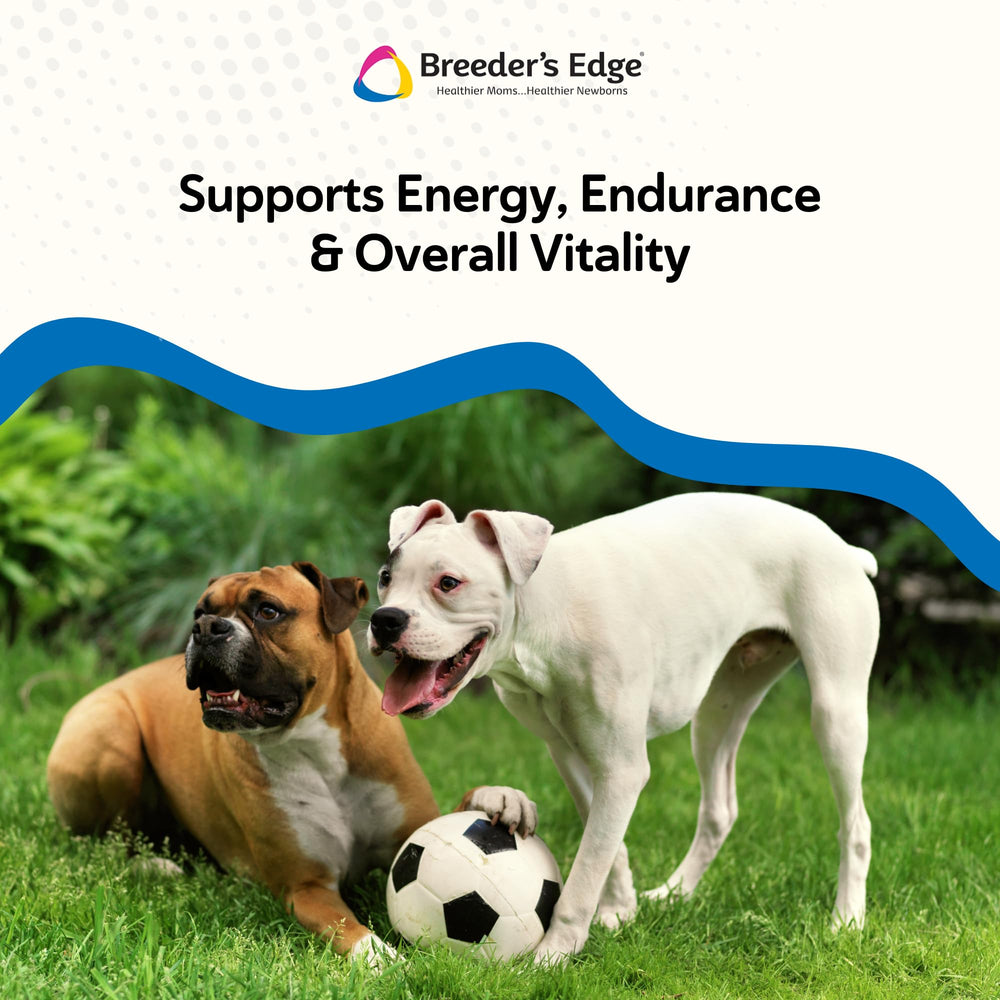 Revival Breeder Edge Oxy Stud dog and cat with supplement