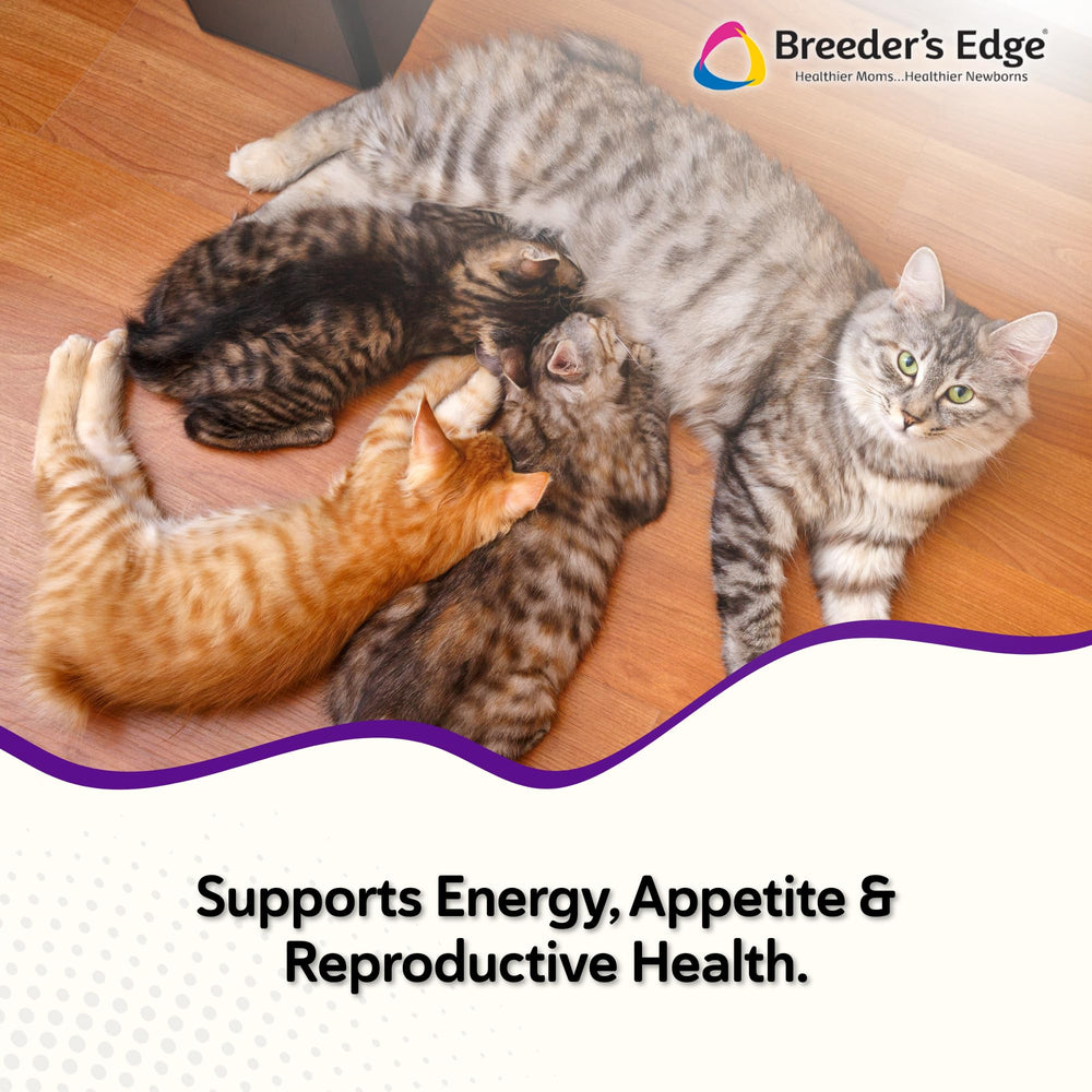 Breeder’s Edge Kitten Lyte being poured into water to boost energy.
