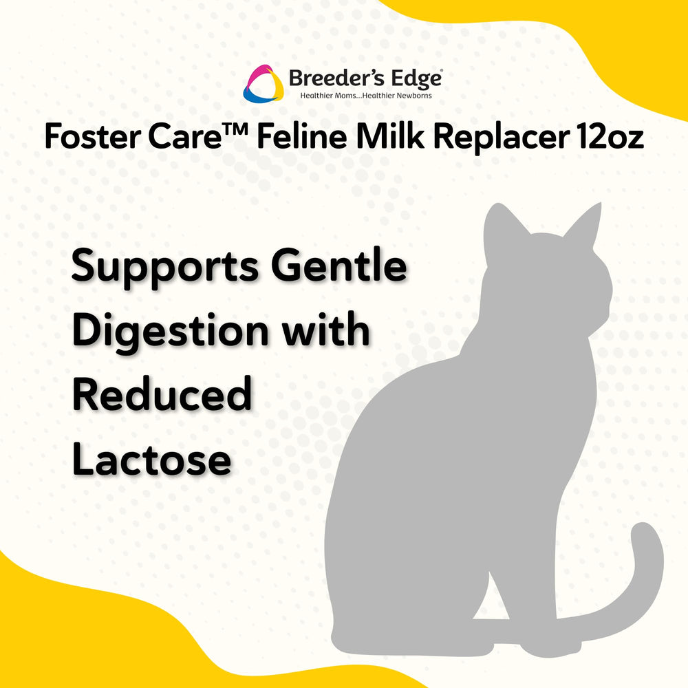 Kitten demonstrating coat conditioning benefits from Revival Foster Care Feline.