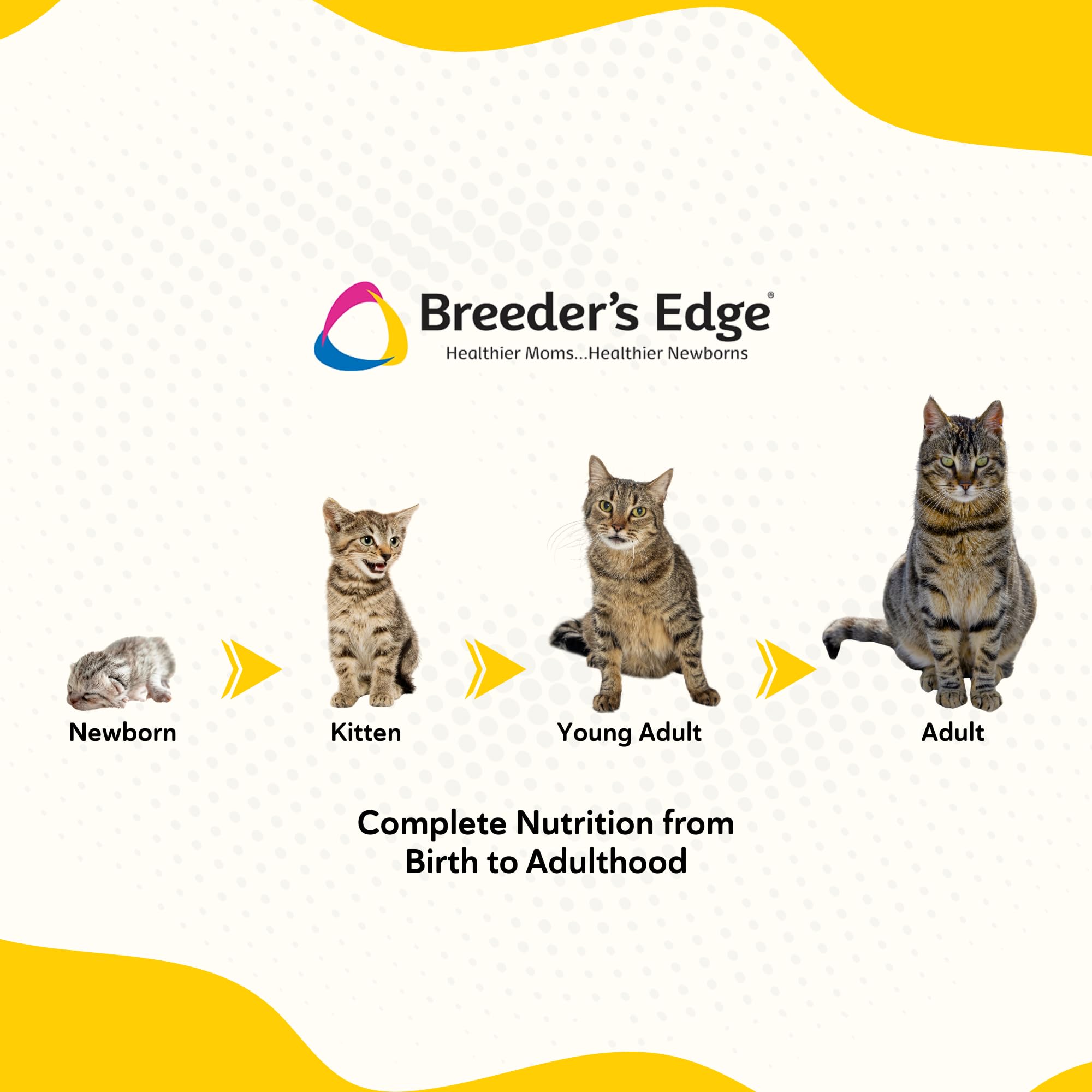 Breeder's Edge Foster Care Feline precise mixing for feeding sessions