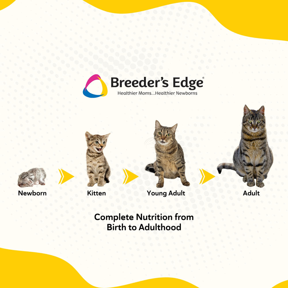 Breeder's Edge Foster Care Feline precise mixing for feeding sessions