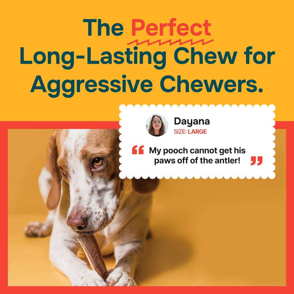 Nutrient content of REXIPETS elk antler highlighting calcium and potassium