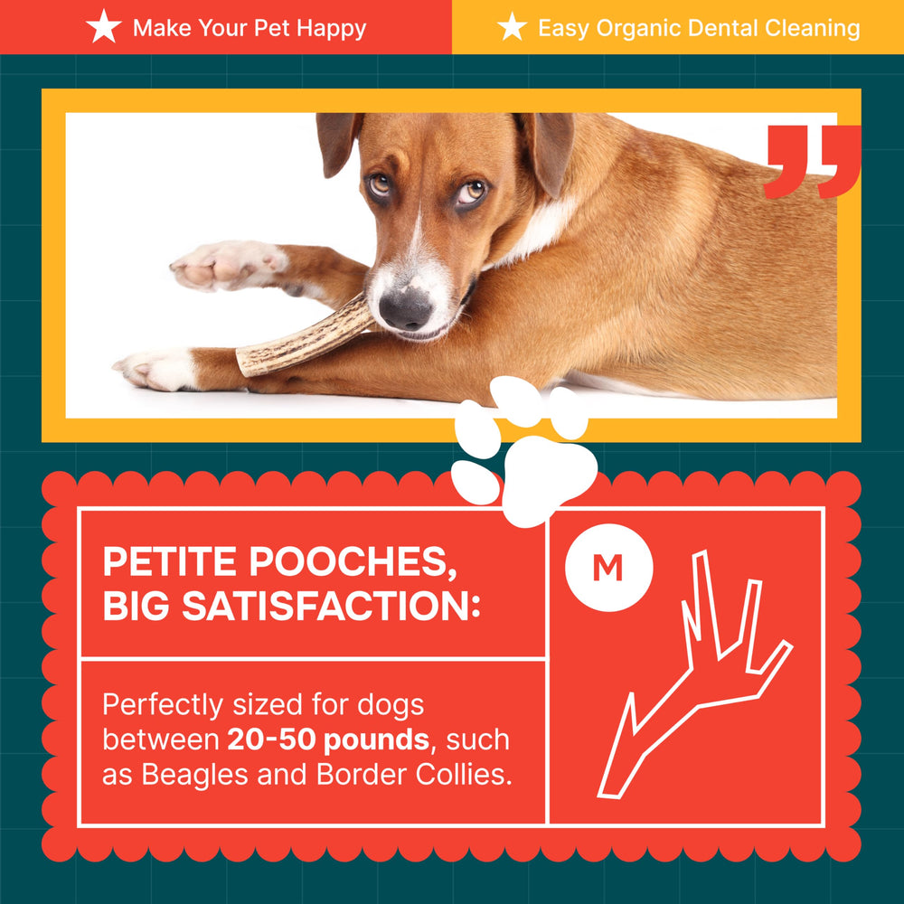 REXIPETS elk-antlers for medium dogs provide safe, satisfying chews.