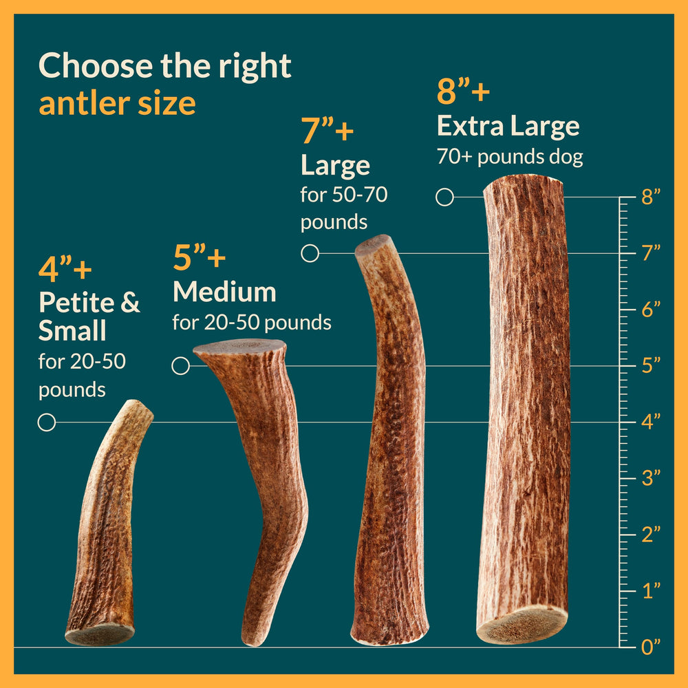 REXIPETS elk antlers no odor option for clean homes