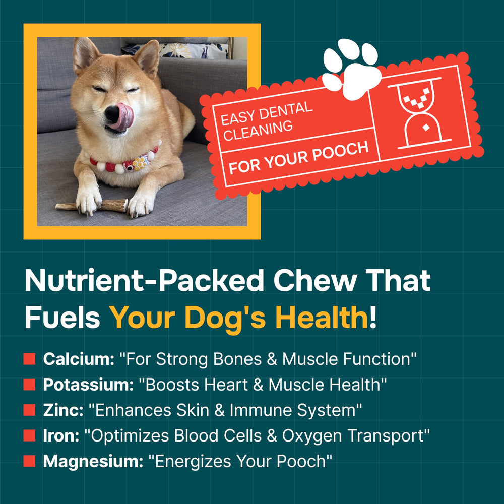 REXIPETS long-lasting elk antlers for dogs highlight a natural, safe chew option for aggressive chewers.