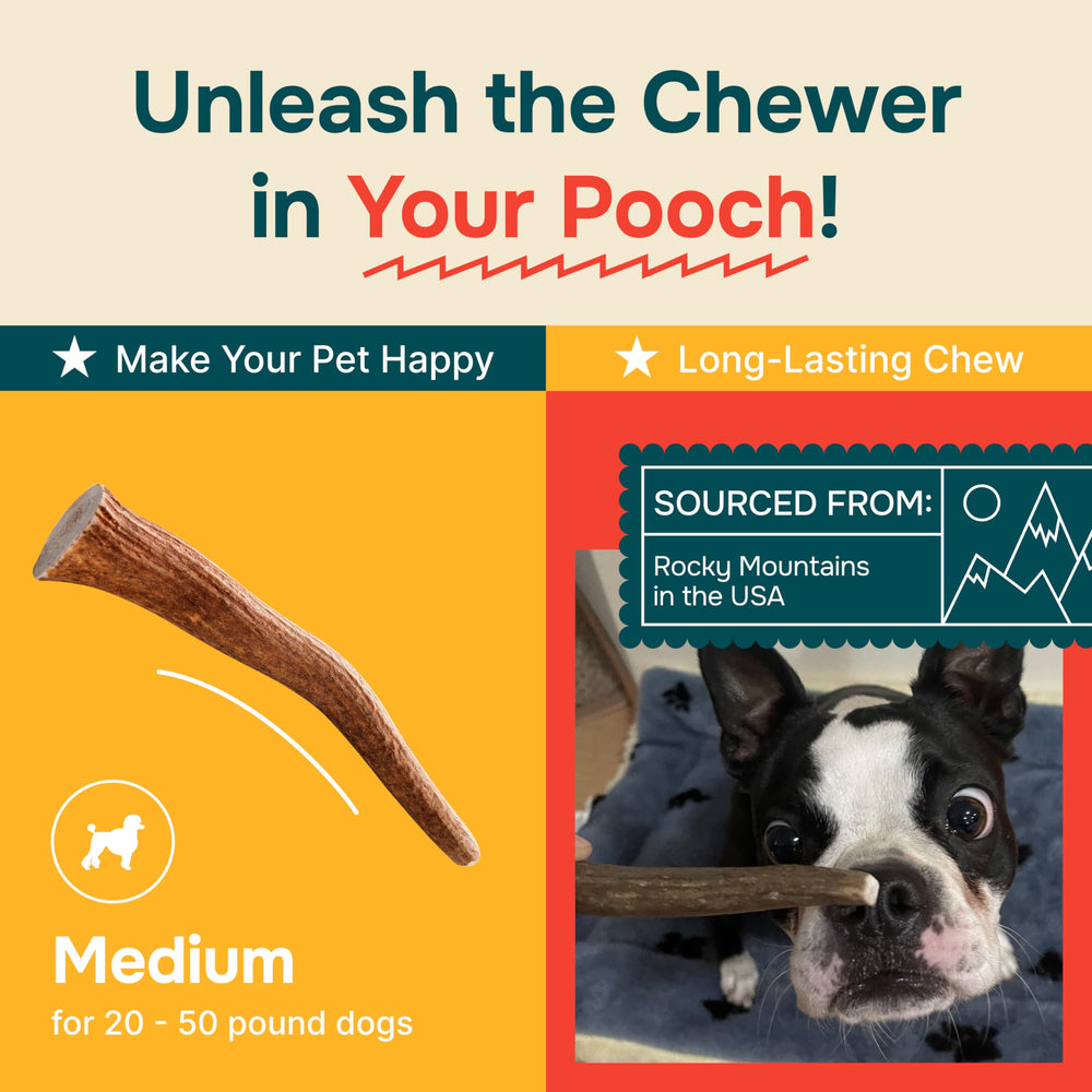 REXIPETS USA-made elk antlers for dogs come from the Rocky Mountains for quality.