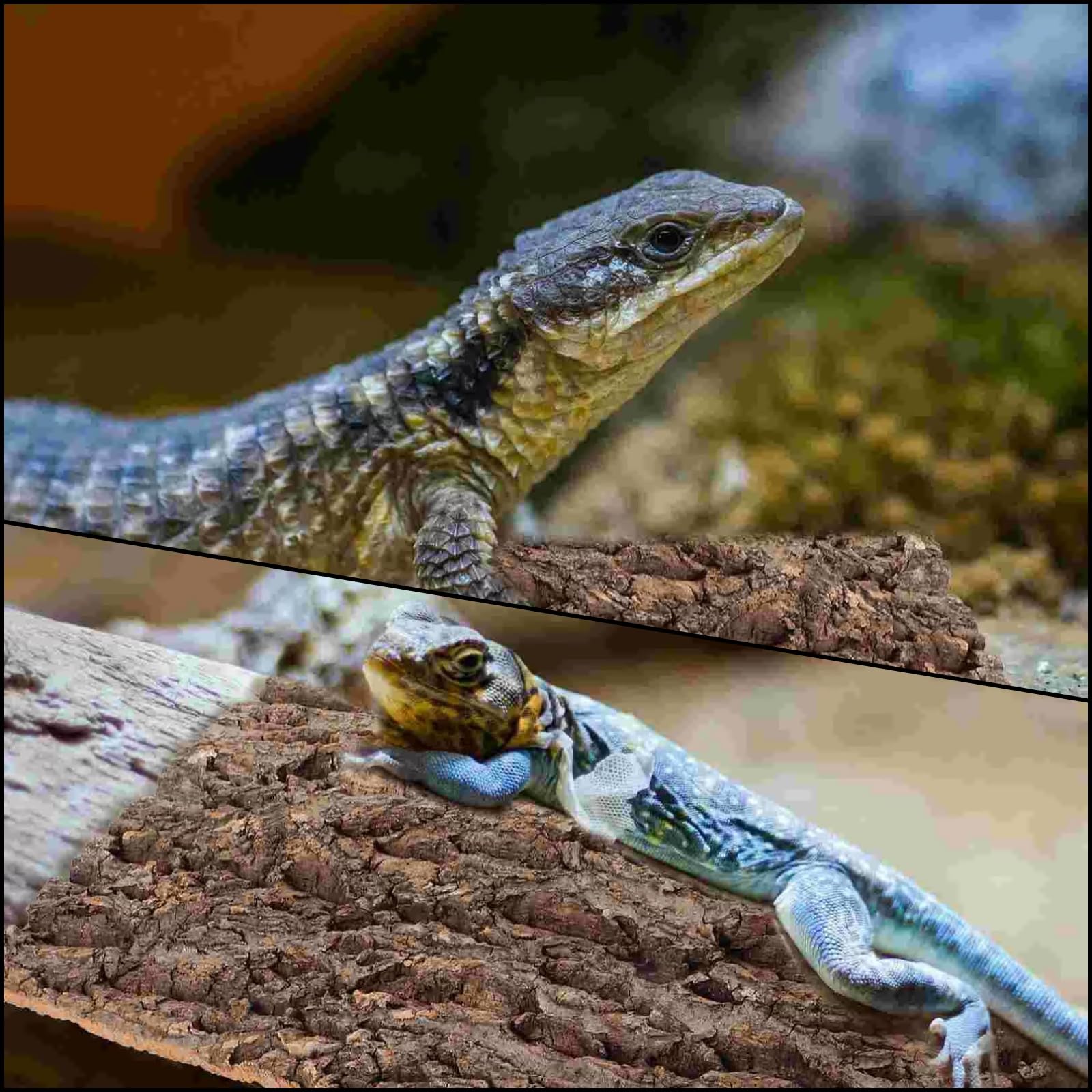 RHBLME cork bark wide applications for bearded dragons, geckos, and other reptiles