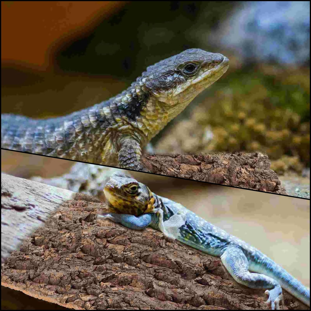 RHBLME cork bark wide applications for bearded dragons, geckos, and other reptiles