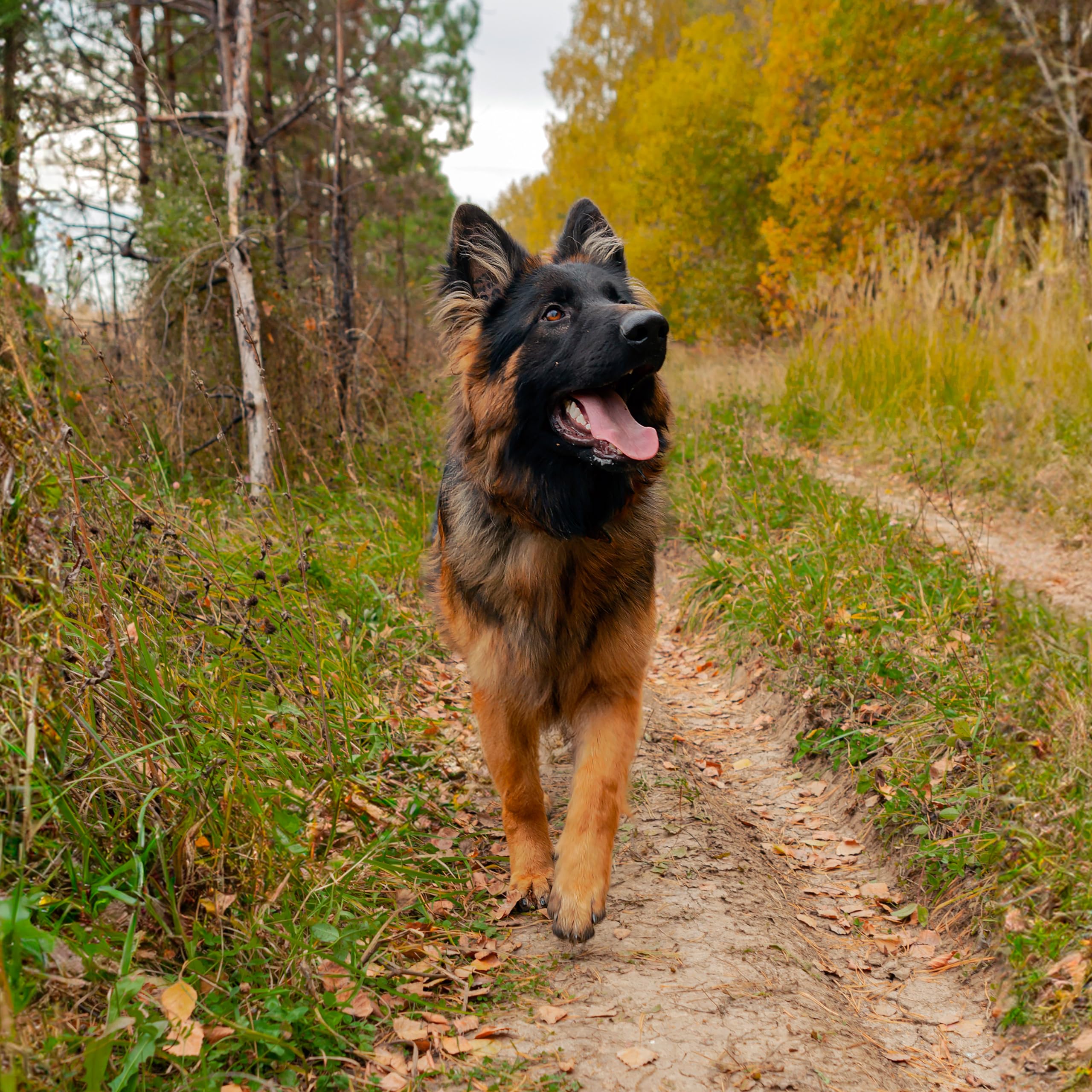 Rhino Wax dog-hike scene enabling smoother paw movement.