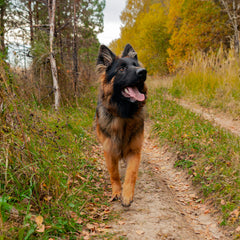 Rhino Wax dog-hike scene enabling smoother paw movement.