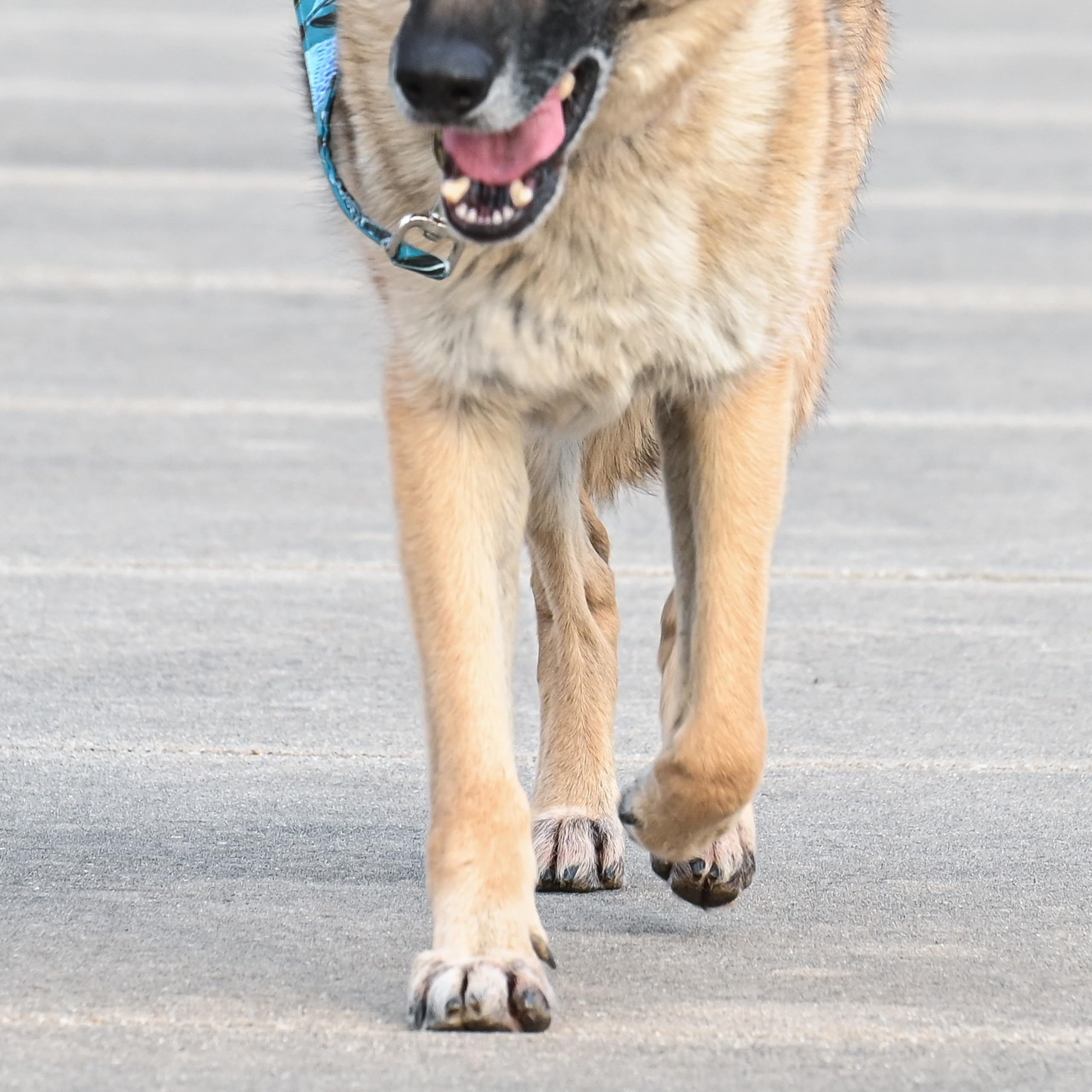Rhino Wax helps moisturize paw pads for elasticity during hikes.