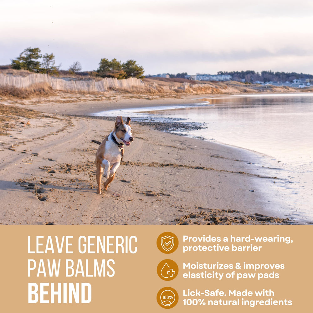 Rhino Wax paw protection on the beach guards paws from hazards.