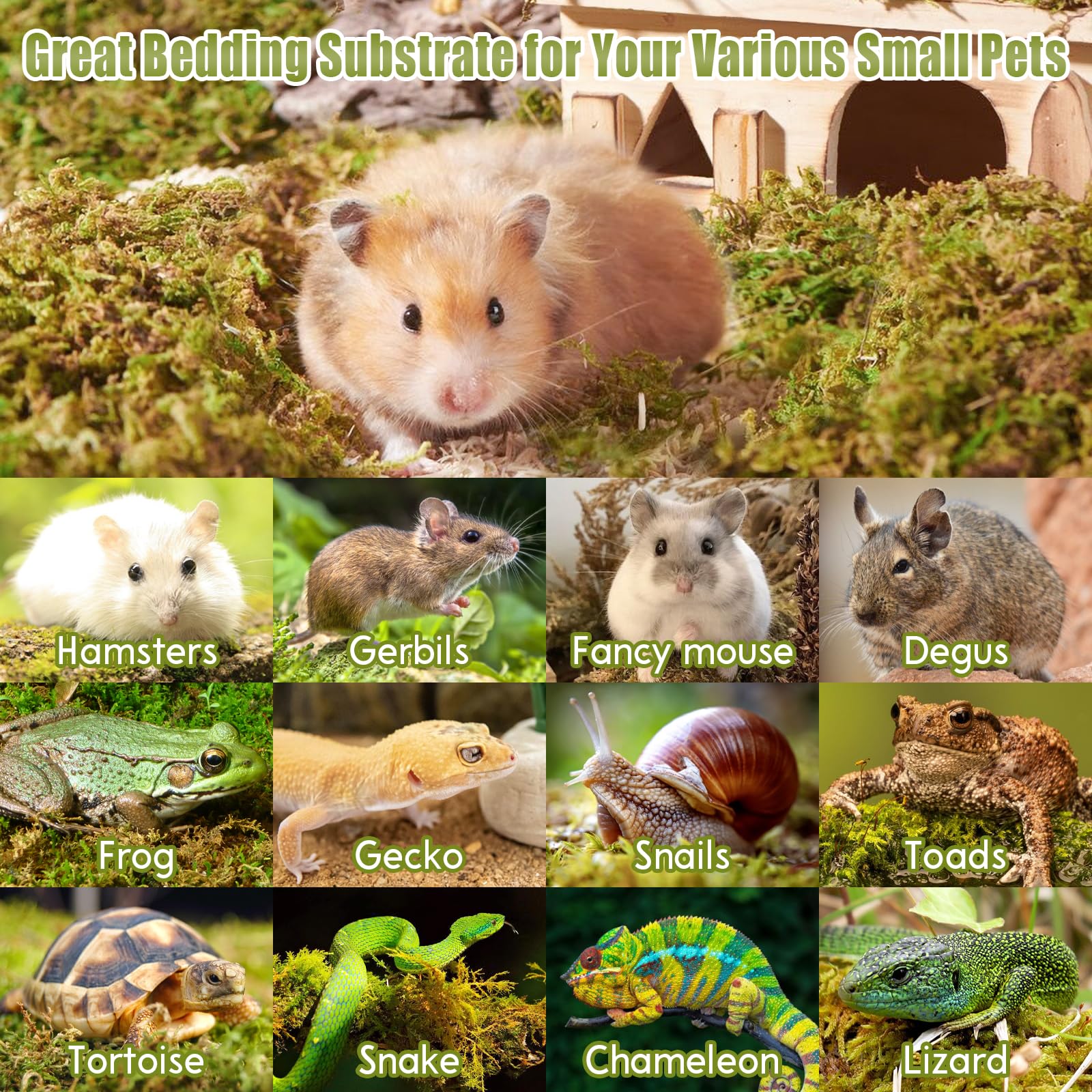 Riare dried forest moss for small pets supports natural digging and hiding behaviors.