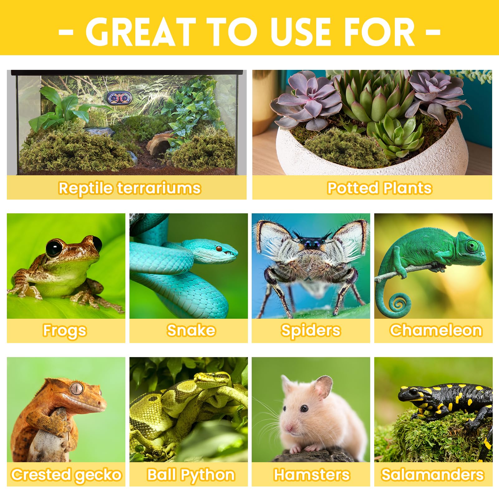 Riare moss suitable for hatching and hibernation in reptile care.