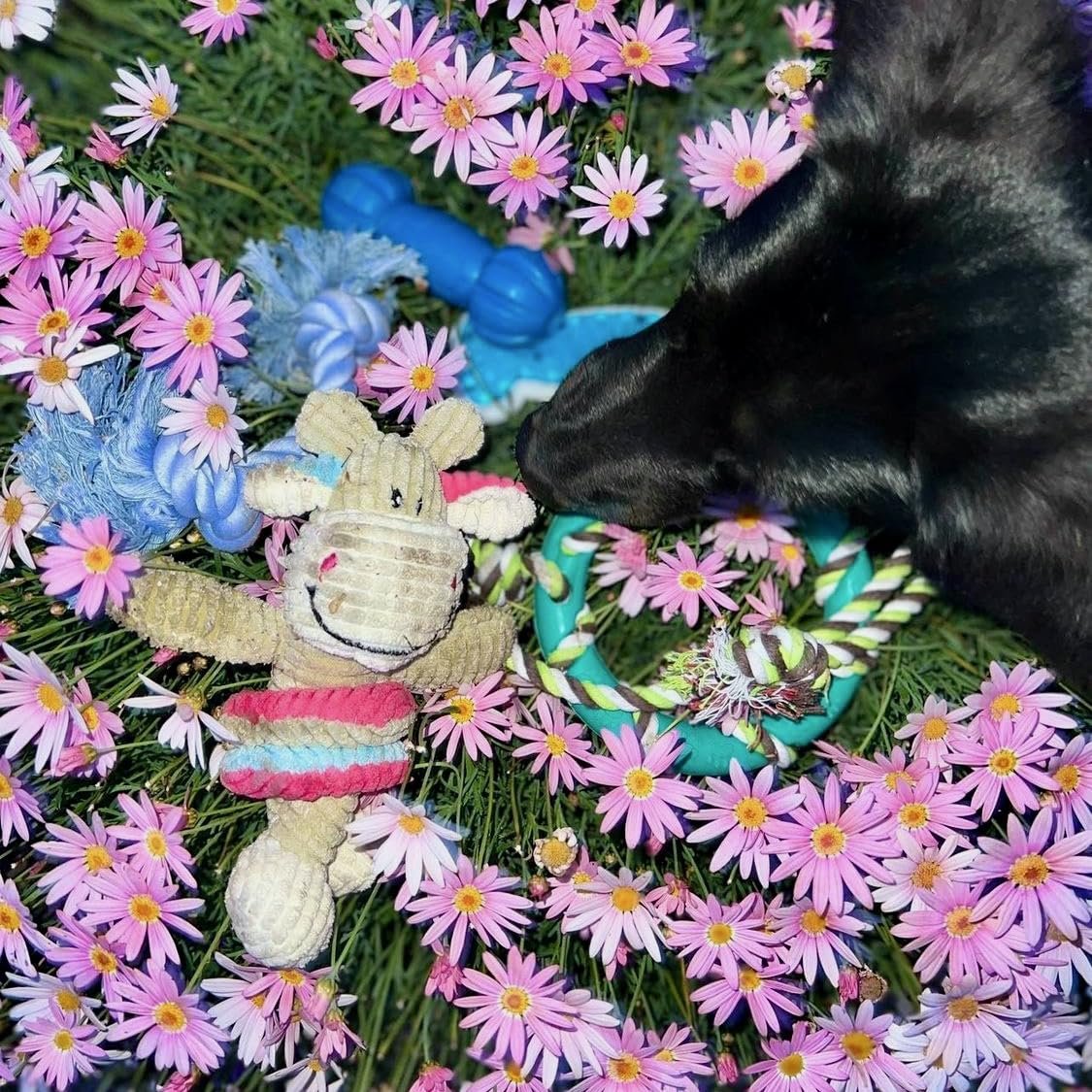 Rocket & Rex all-natural rubber and cotton toys are non-toxic for daily play.