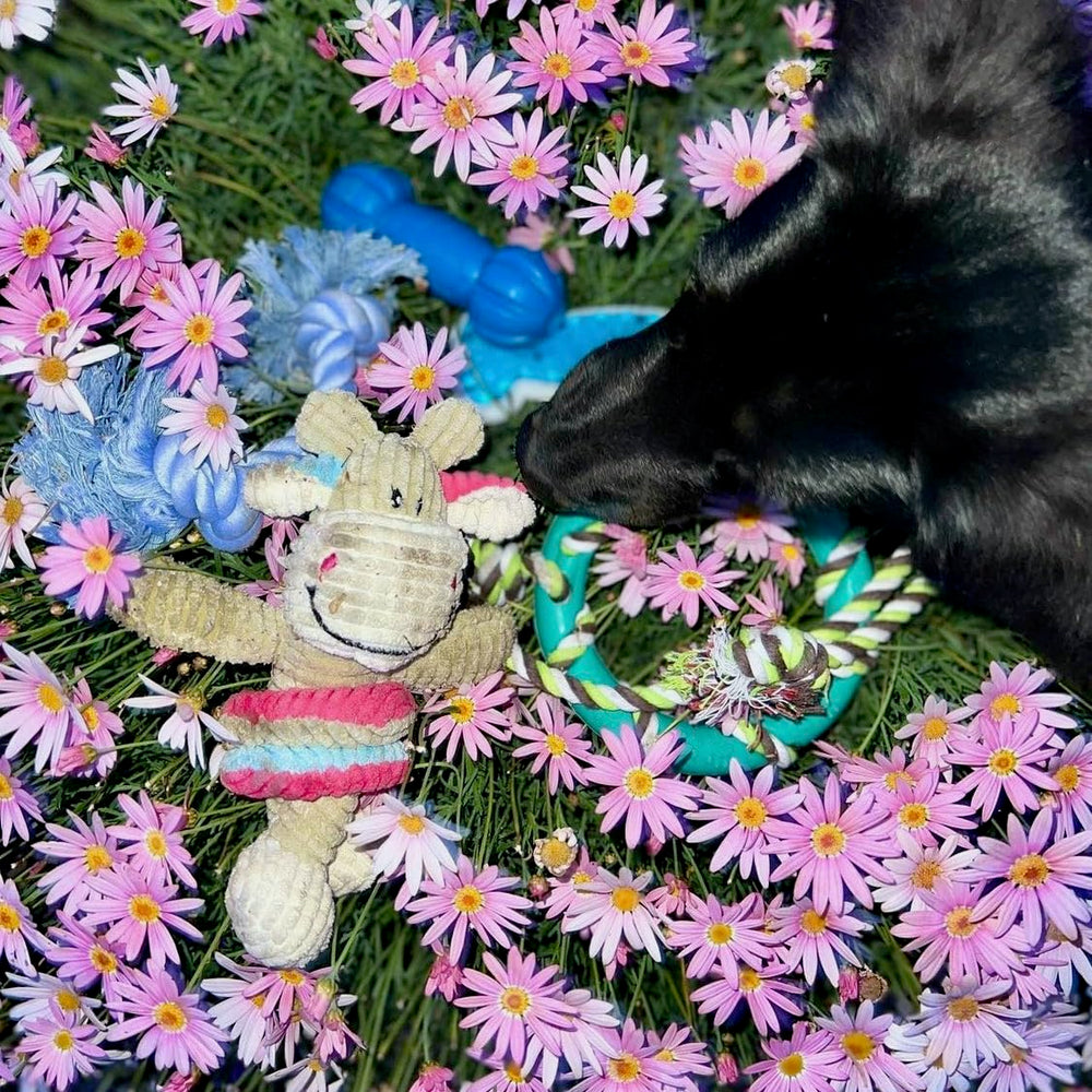 Rocket & Rex all-natural rubber and cotton toys are non-toxic for daily play.