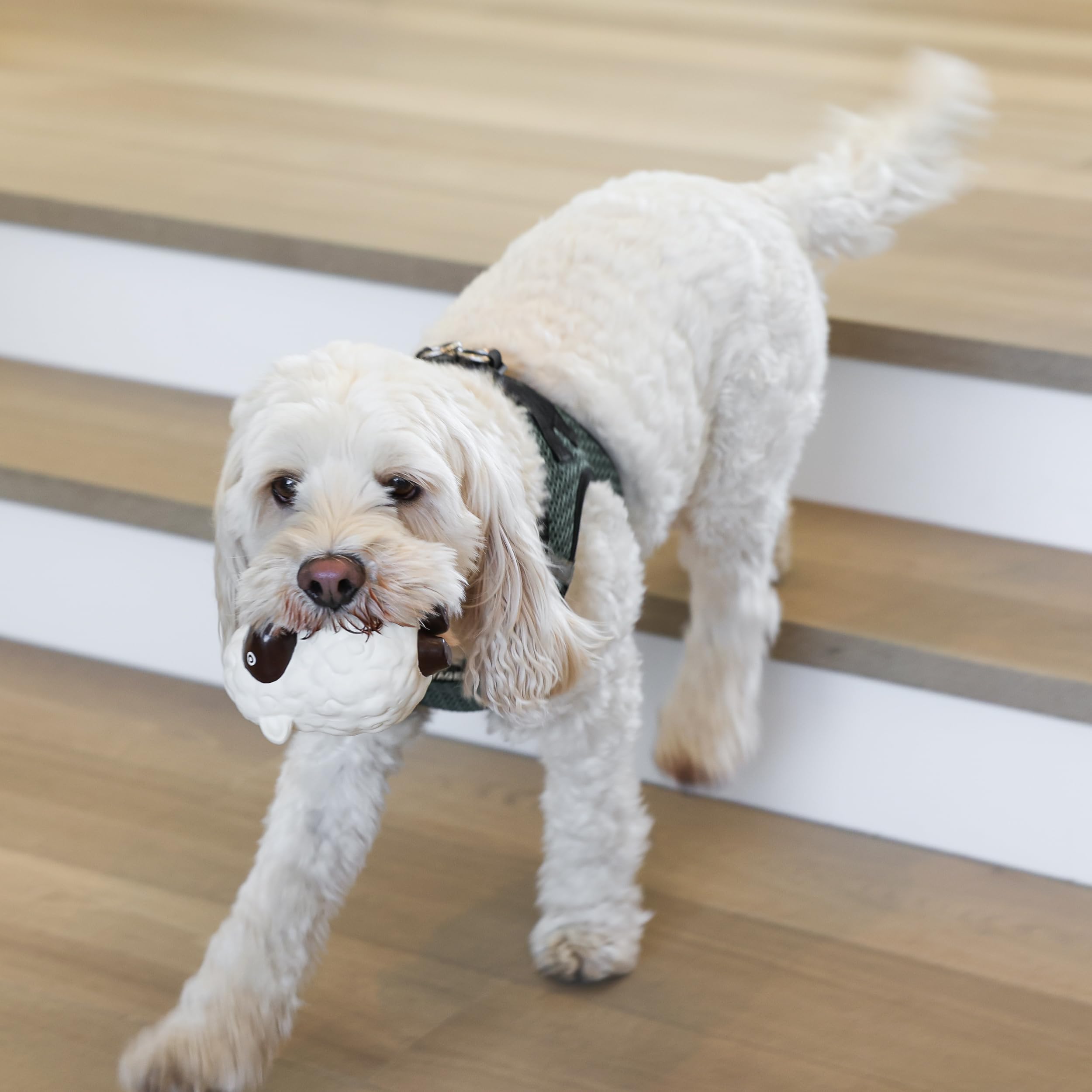 Rocket & Rex pup-proof design ensures safe chewing for puppies.