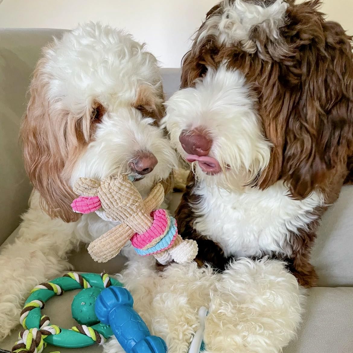 Rocket & Rex chew toys help ease puppy anxiety during alone time.