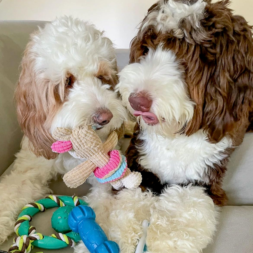 Rocket & Rex chew toys help ease puppy anxiety during alone time.