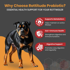 Close-up of Rottitude Probiotics powder highlighting gut balance for dogs.