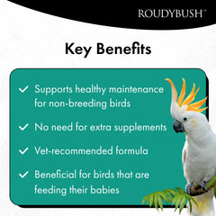 RoudyBush Senior Diet bird eating to maintain energy.