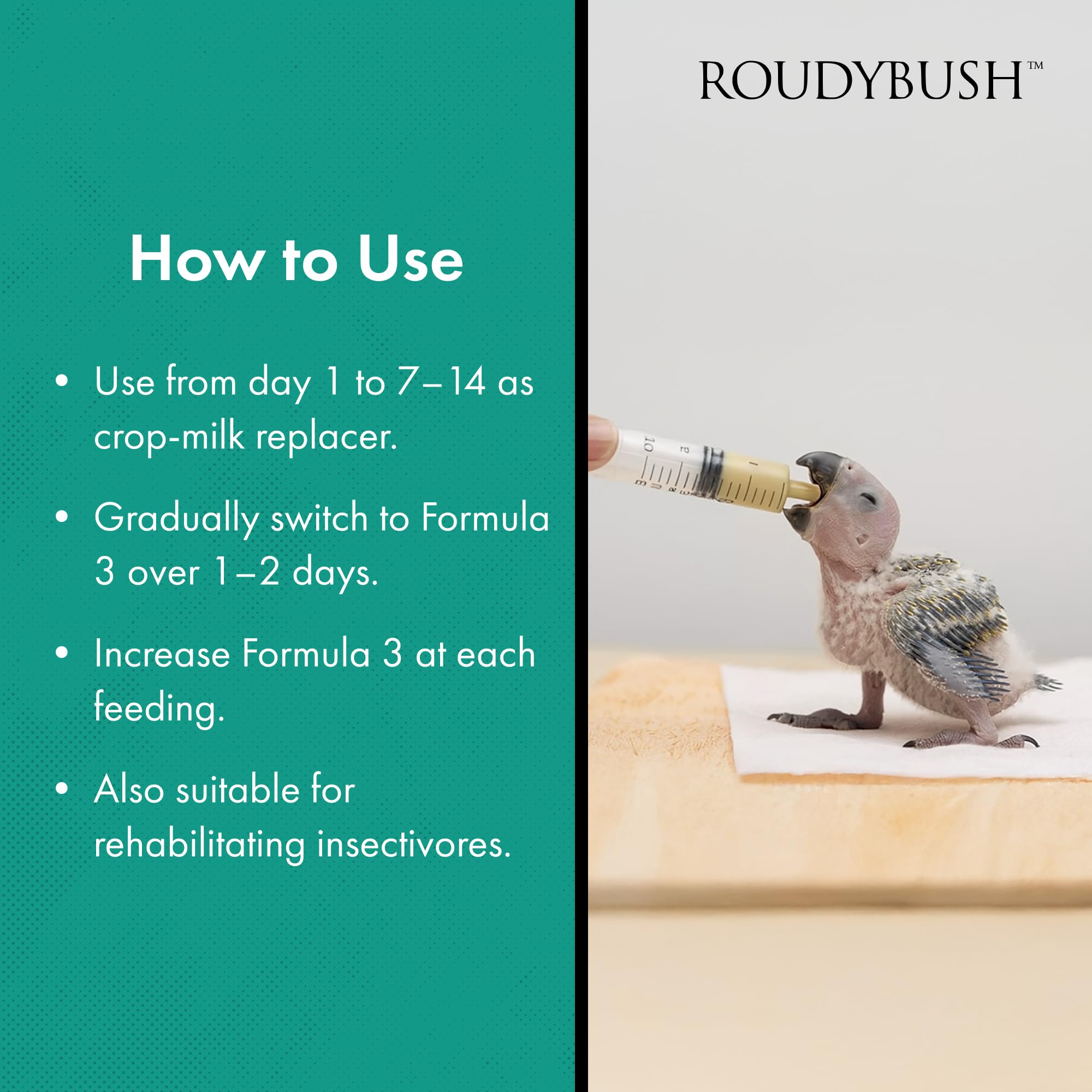RoudyBush baby dove feeding session highlights attentive handfeeding care