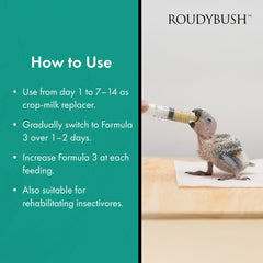 RoudyBush baby dove feeding session highlights attentive handfeeding care