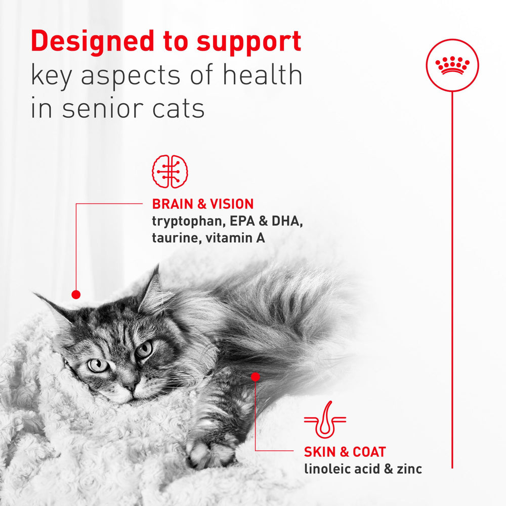 Senior cats enjoying a mealtime moment with this wet food.