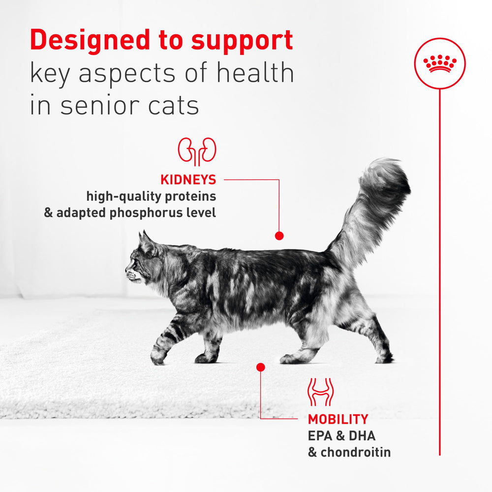 Aging 11+ can shows senior palatability and practical mealtime appeal.