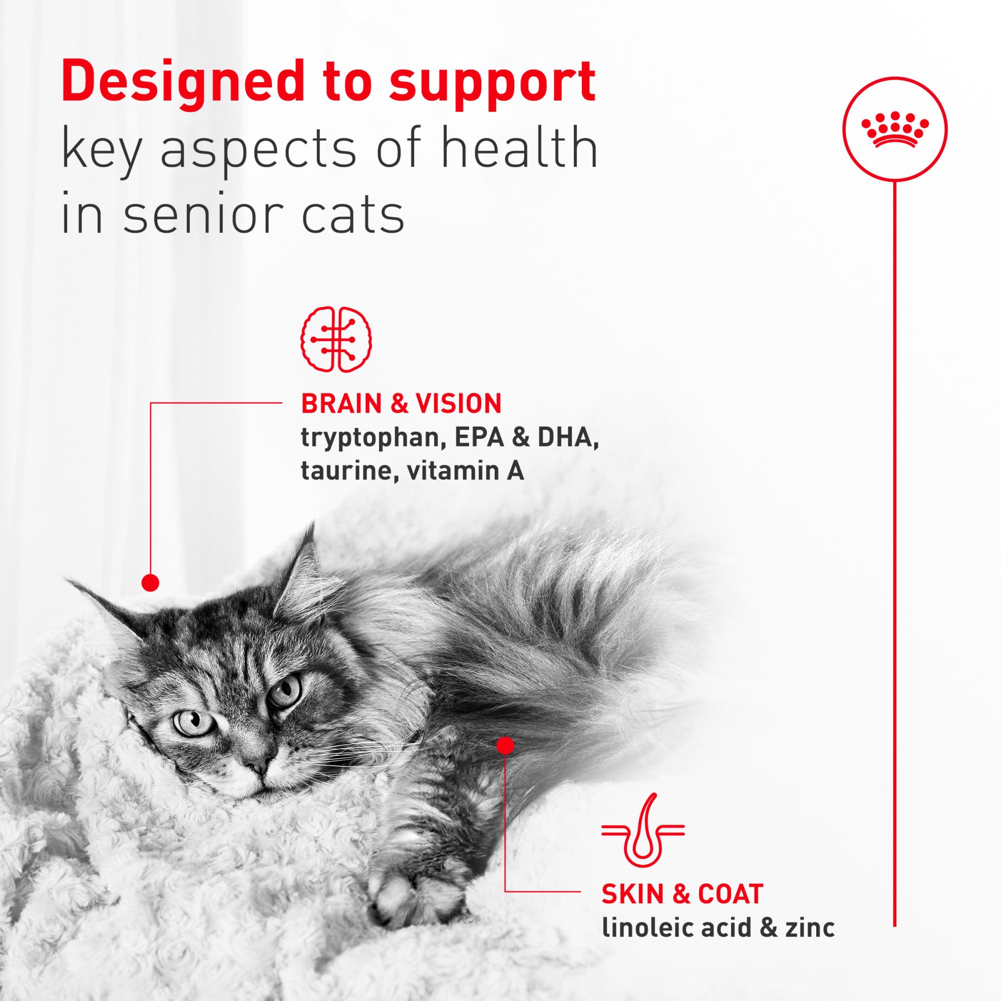Royal Canin Aging 11+ wet cat food can, tender slices in savory gravy for seniors.