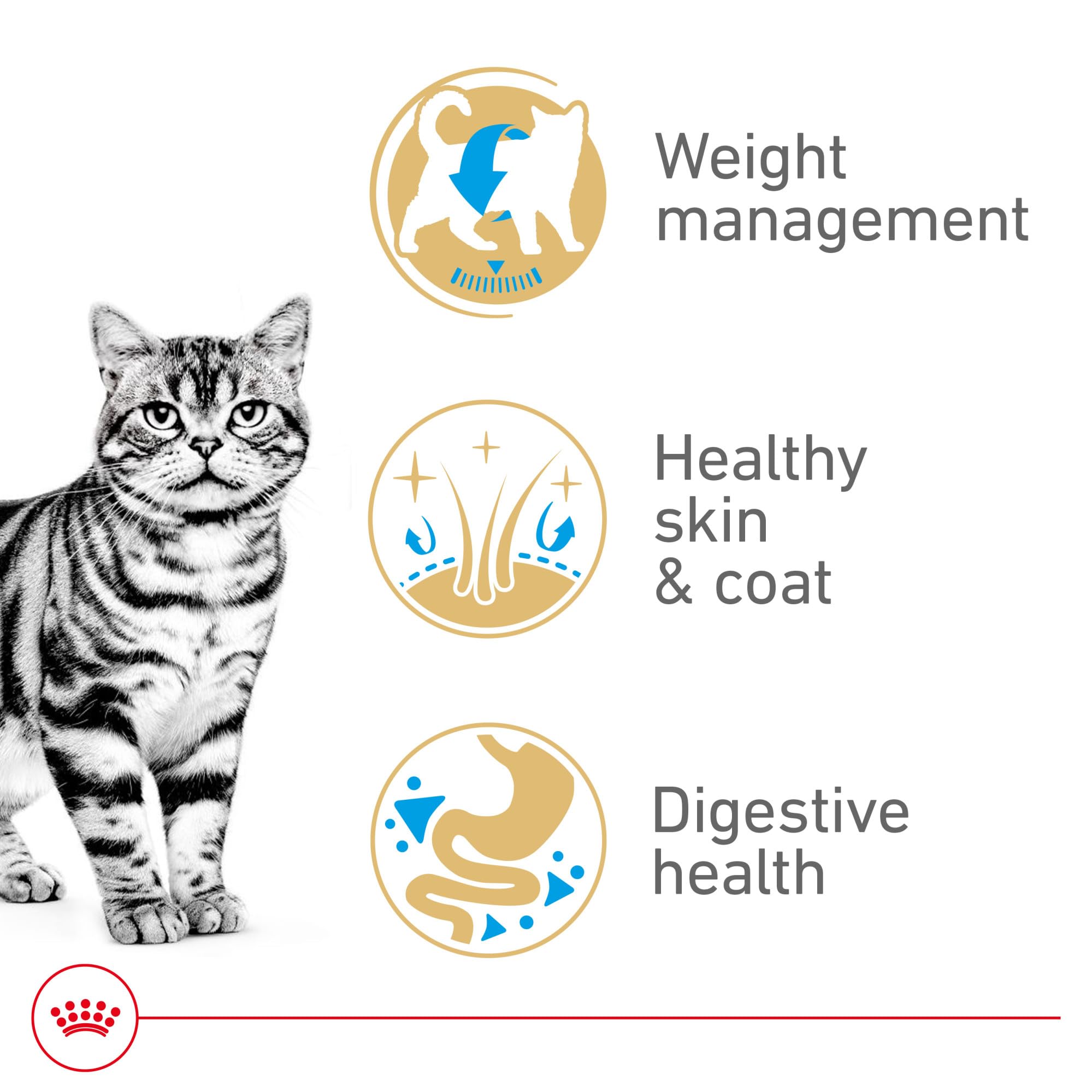 Royal Canin American Shorthair coat glow closeup emphasizing healthy, shiny fur