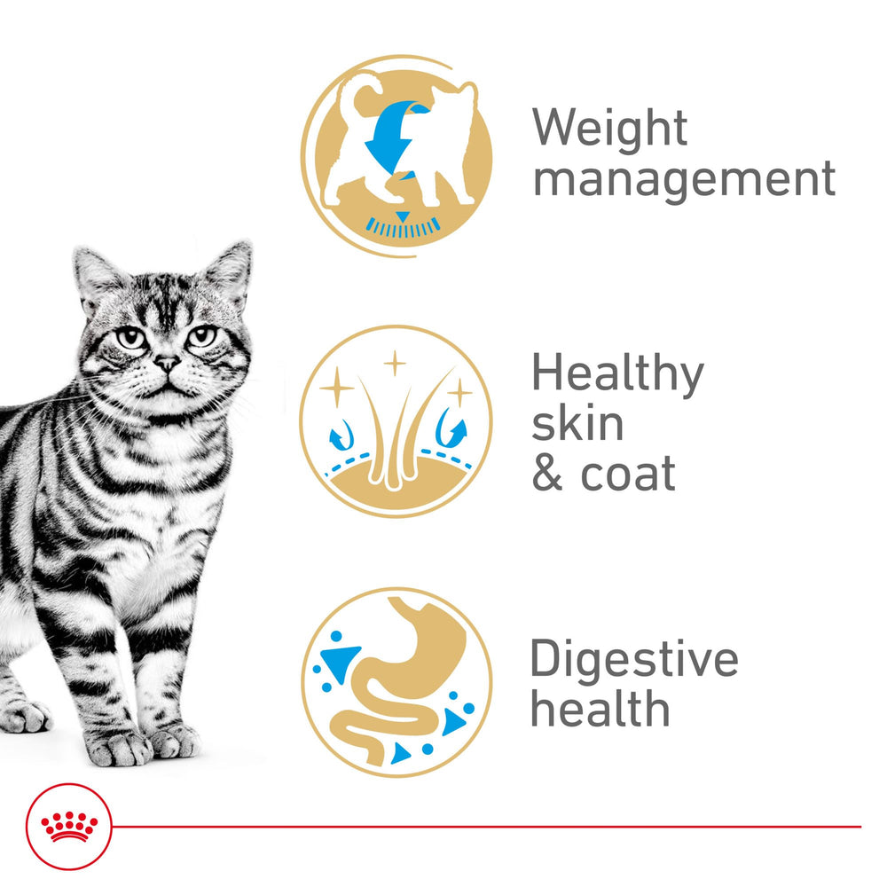 Royal Canin American Shorthair coat glow closeup emphasizing healthy, shiny fur