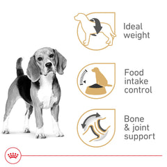 Beagle enjoying mealtime; fiber blend supports satiety
