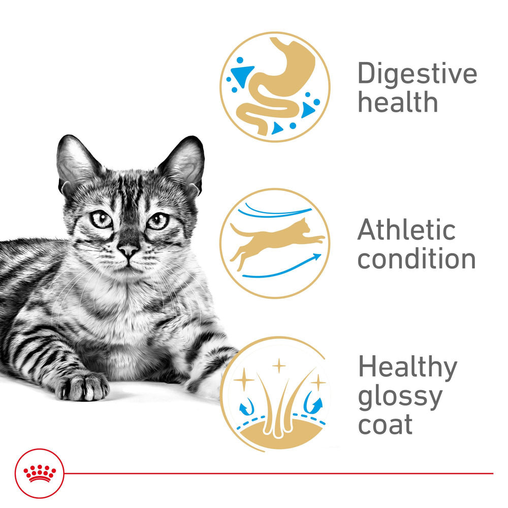 Royal Canin Bengal dry food bag highlights breed-specific nutrition and easy serving
