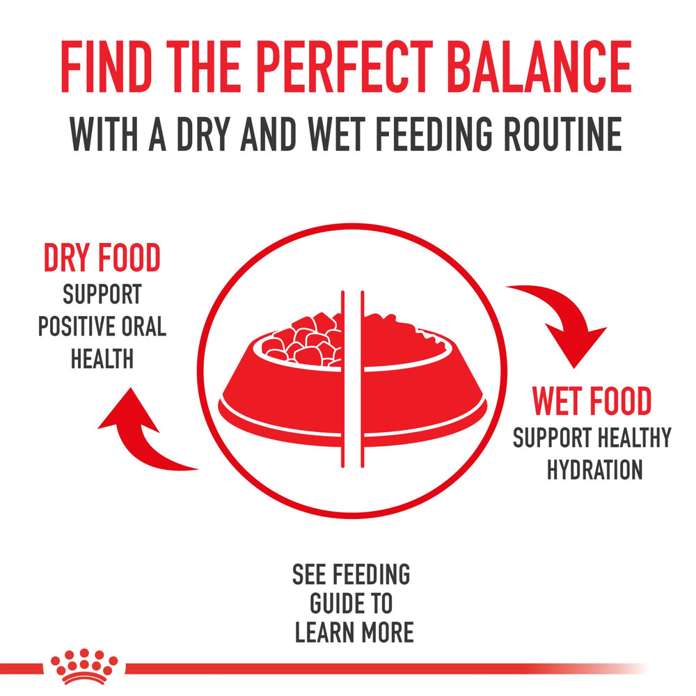 Royal Canin Bengal serving bowl showcases meal portioning for sensitive stomach cats