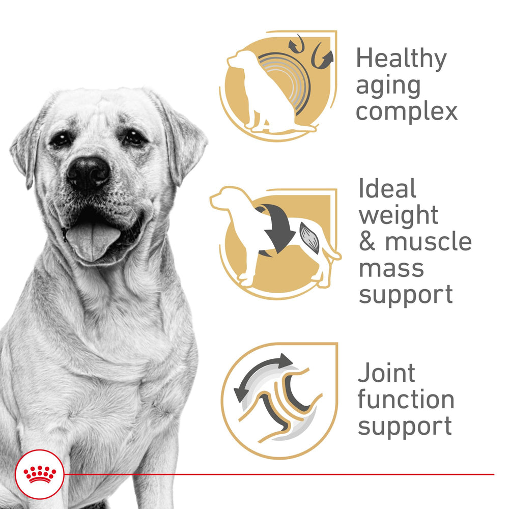 Royal Canin Labrador 5+ kibble close-up highlighting texture designed for easier chewing.