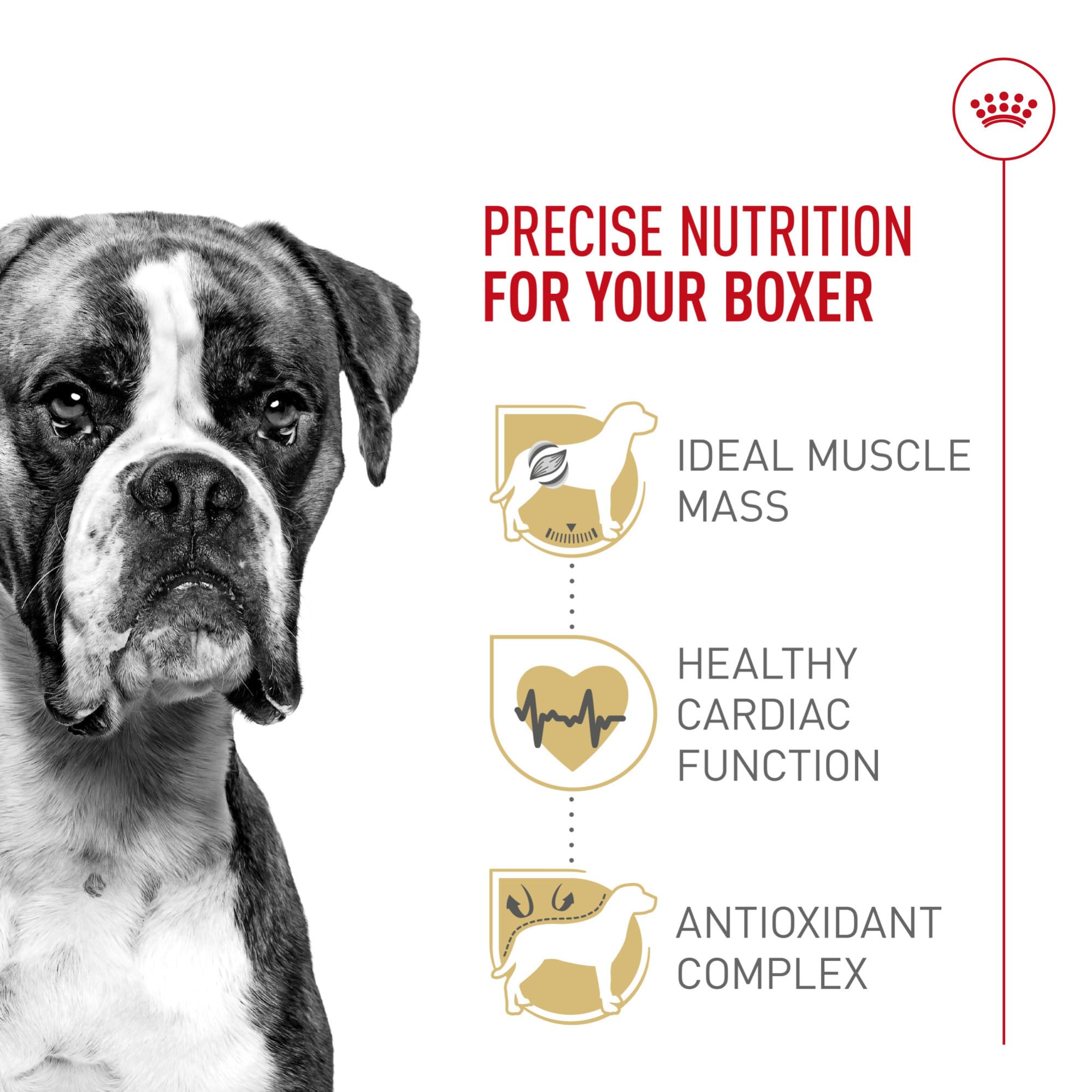 Royal Canin Boxer Adult dry food serving bowl promotes easy pickup.