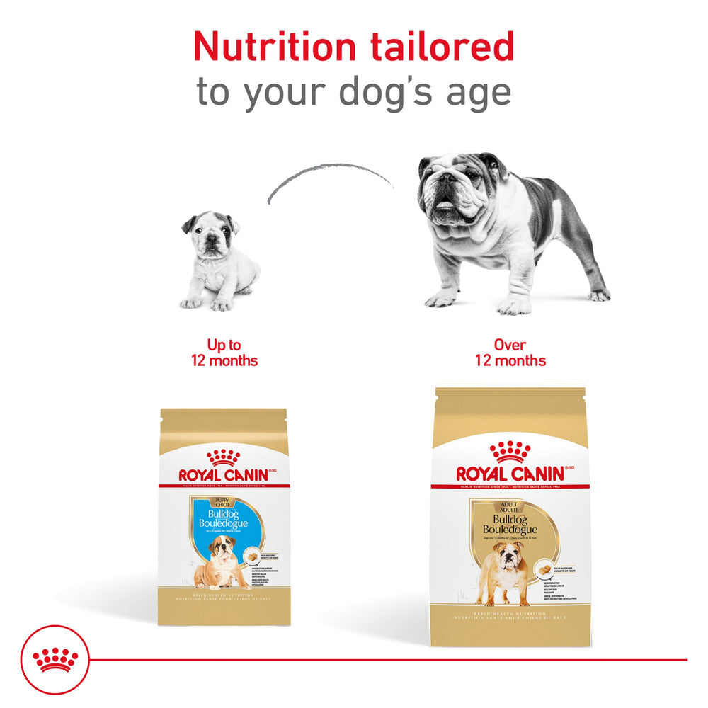 Royal Canin Bulldog Puppy age range graphic for growth phase