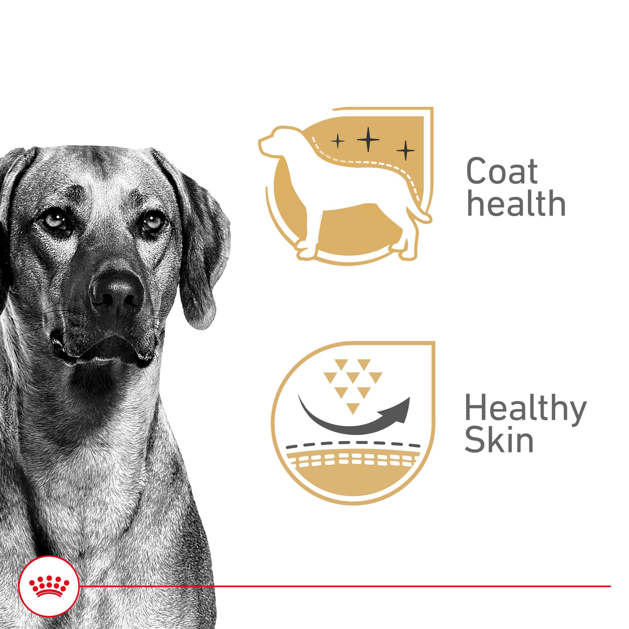 ROYAL CANIN Canine Health Nutrition Adult in Gel label closeup; premium ingredients highlighted for dog owners.