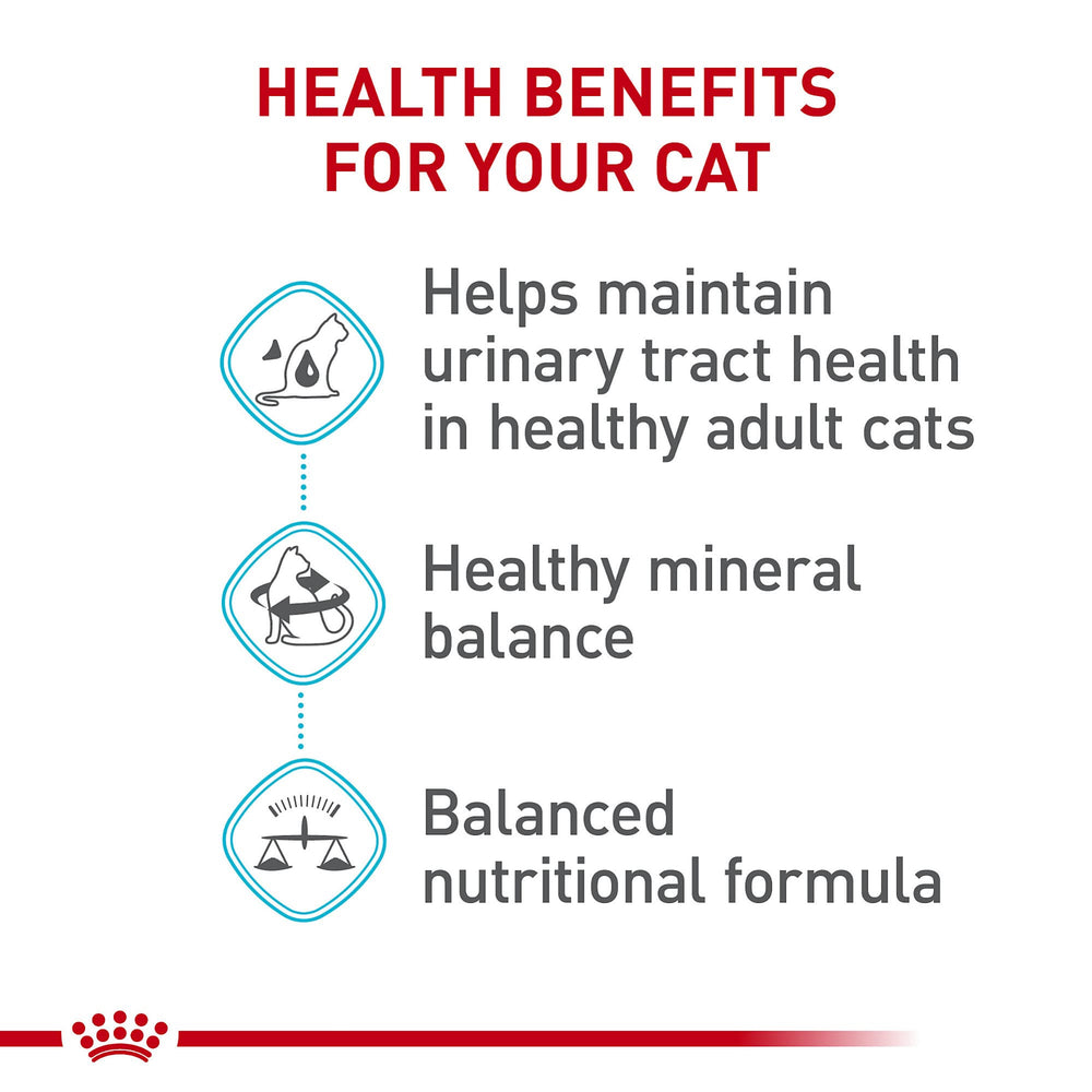 Royal Canin cat eating dry food, a palatable daily option