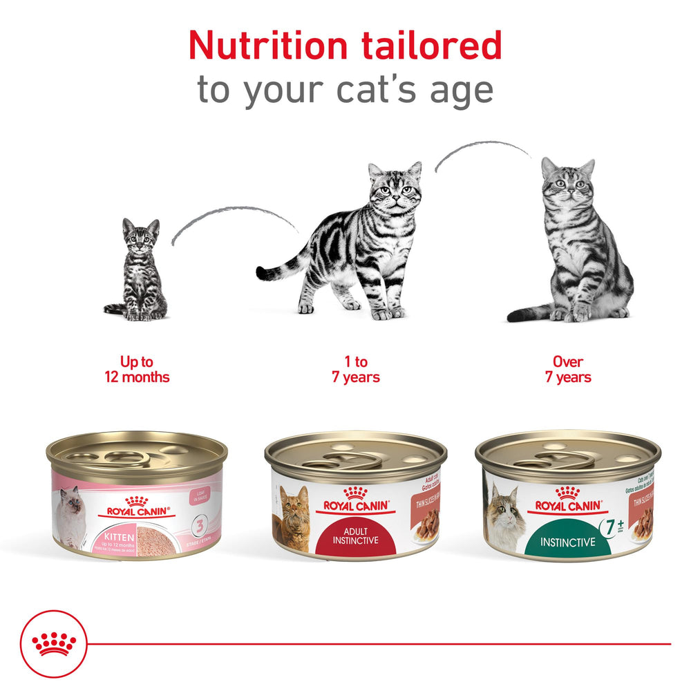 Royal Canin cat feeding time scene suggests convenient indoor-dining routine.