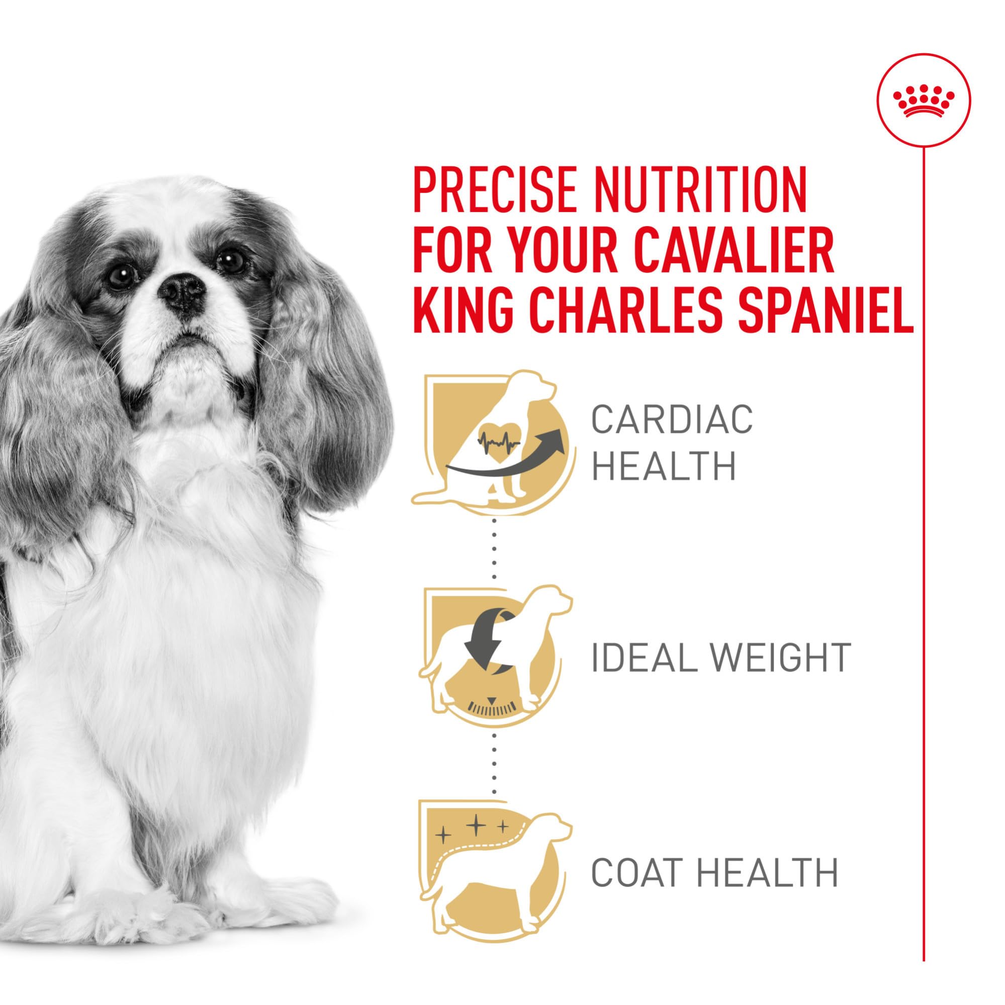Royal Canin Cavalier kibble shape designed for easy pickup and chewing.