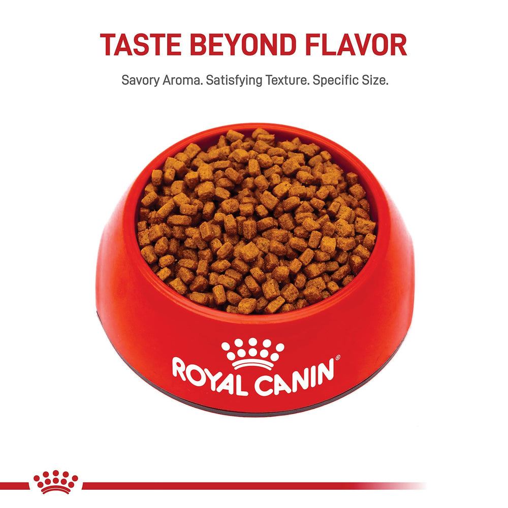 Royal Canin Chihuahua Puppy transition to adult food at 8 months