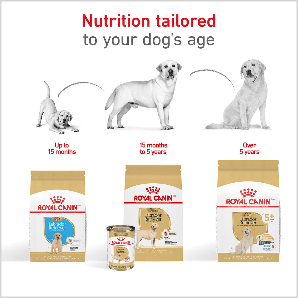 Royal Canin complete nutrition for Labrador Retriever puppies 8 weeks to 15 months.