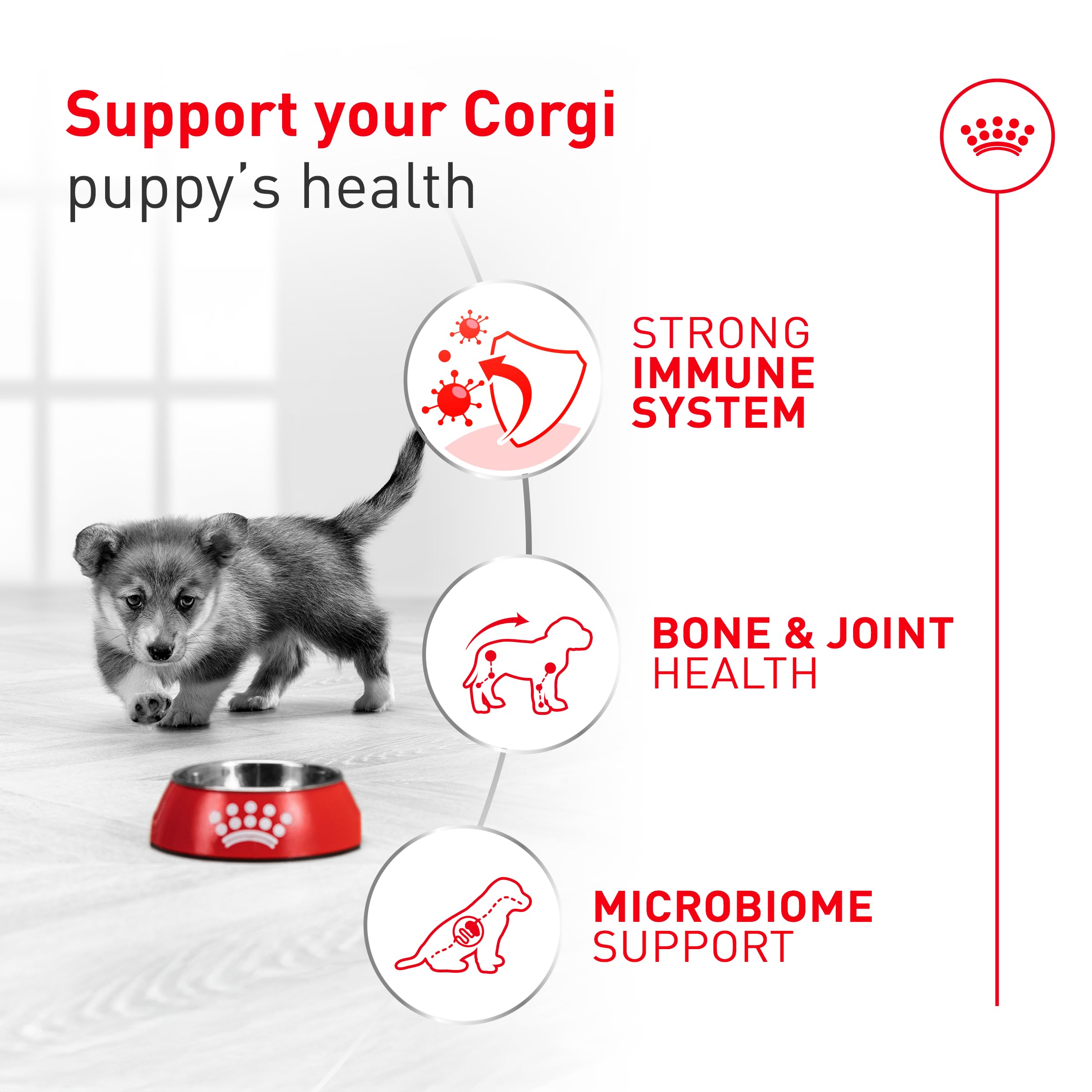 Corgi puppy by bowl emphasizing immune-supporting, breed-focused nutrition.