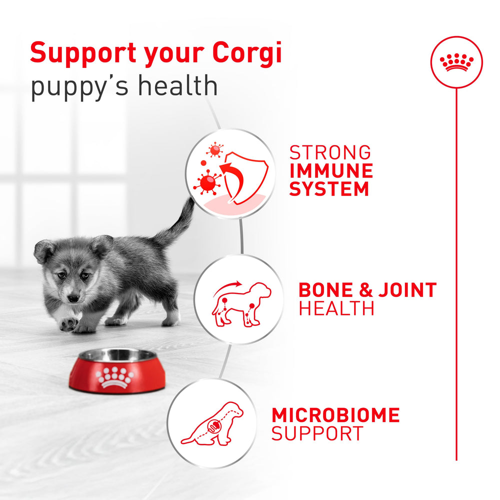 Corgi puppy by bowl emphasizing immune-supporting, breed-focused nutrition.