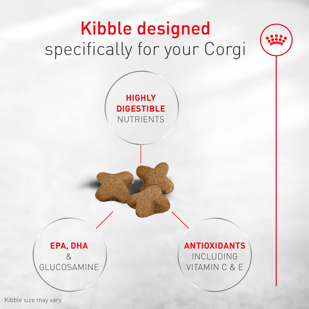 Kibble close-up designed for easy chewing and digestion for Corgi puppies.