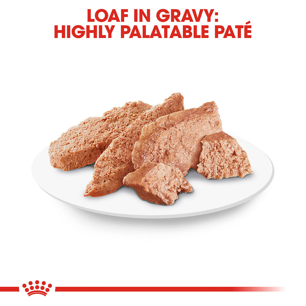 Royal Canin Dachshund adult wet dog food paté texture appeals to picky eaters