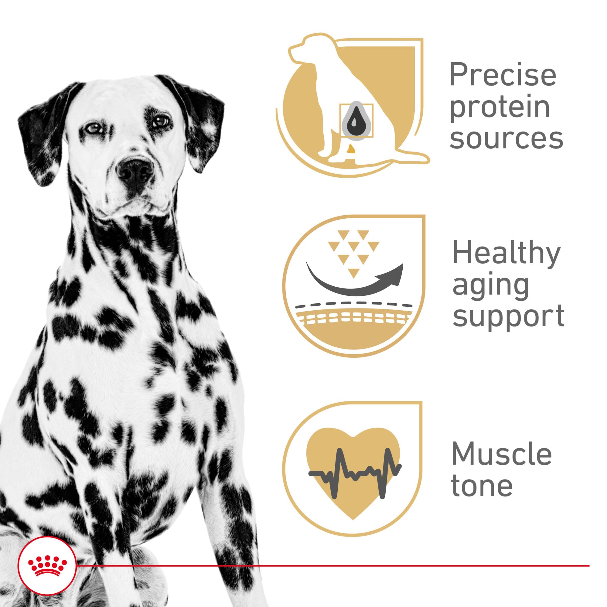 Royal Canin Dalmatian kibble close-up highlighting easy-to-grasp shape for chewing.