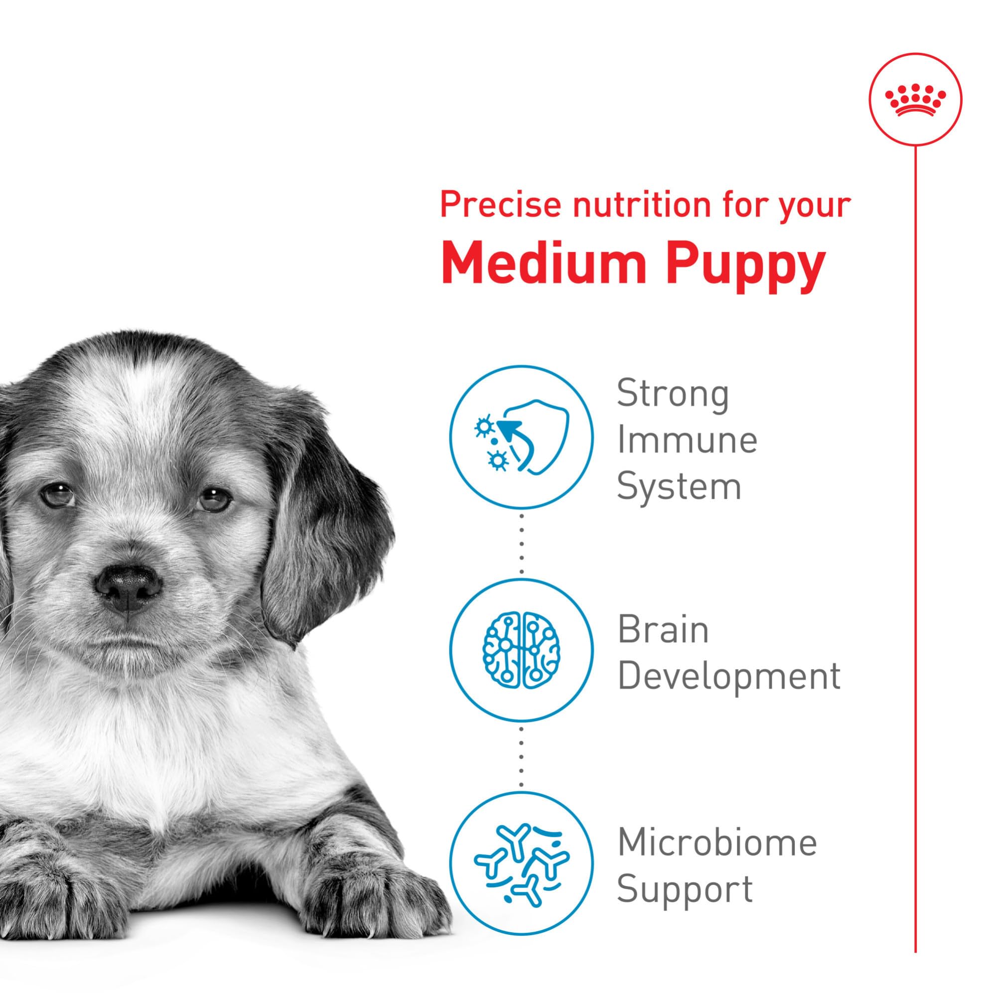 Royal Canin DHA omega-3 kibble close-up for brain development